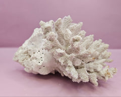 Natural Table Coral - 7.5