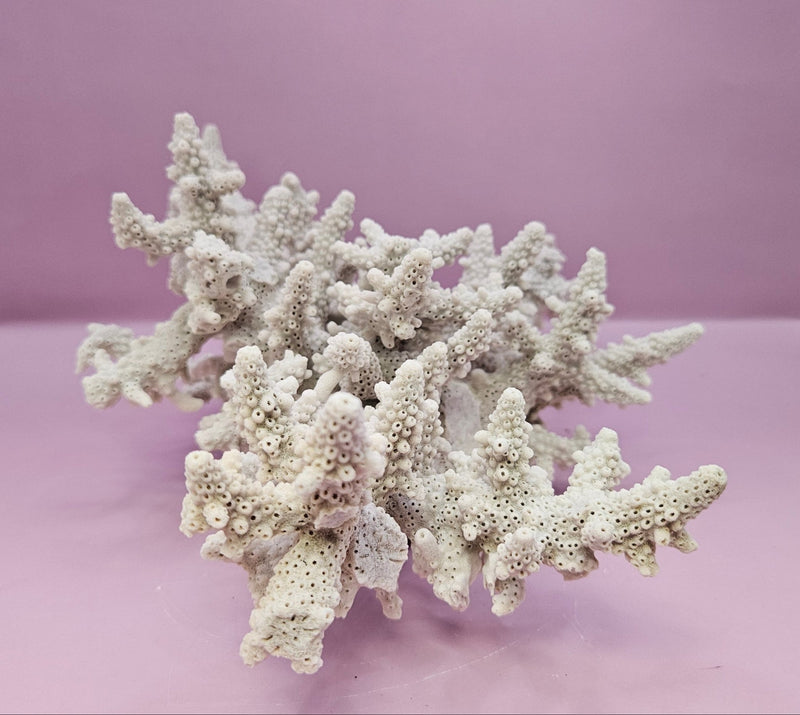 Natural Table Coral - 9.75"x9.25" Coastal Home Décor Accent - CoralLoving Coastal Living