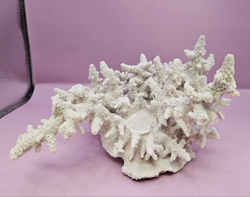 Natural Table Coral - 9.75"x9.25" Coastal Home Décor Accent - CoralLoving Coastal Living