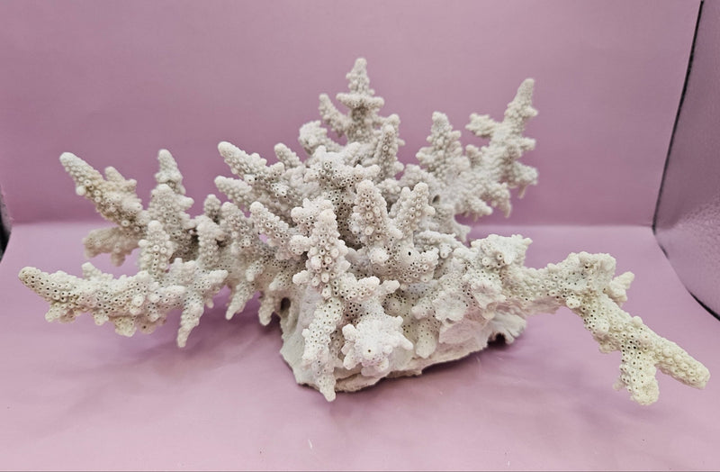 Natural Table Coral - 9.75"x9.25" Coastal Home Décor Accent - CoralLoving Coastal Living