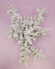 Natural Table Coral - 9.75