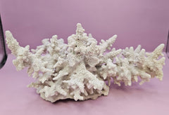 Natural Table Coral - 9.75