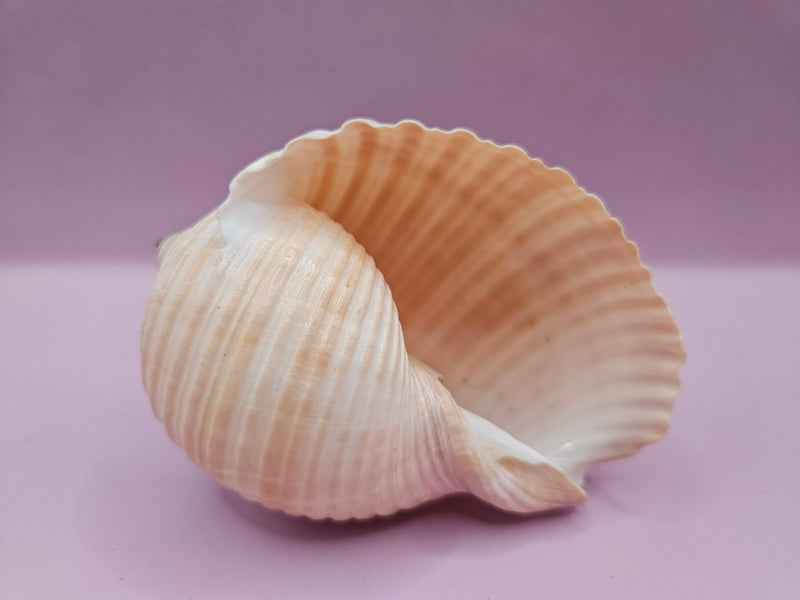 Natural Tonna Shell – 3.8" - ShelllsLoving Coastal Living