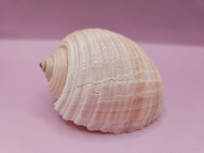 Natural Tonna Shell – 3.8" - ShelllsLoving Coastal Living