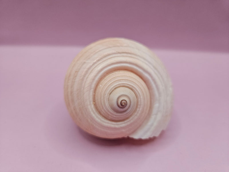 Natural Tonna Shell – 3.8" - ShelllsLoving Coastal Living