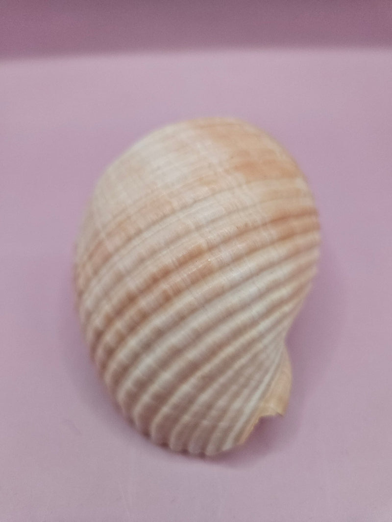 Natural Tonna Shell – 3.8" - ShelllsLoving Coastal Living