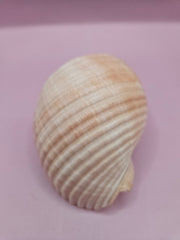 Natural Tonna Shell – 3.8