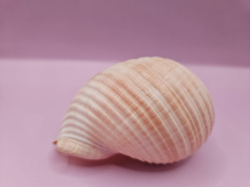 Natural Tonna Shell – 3.8" - ShelllsLoving Coastal Living