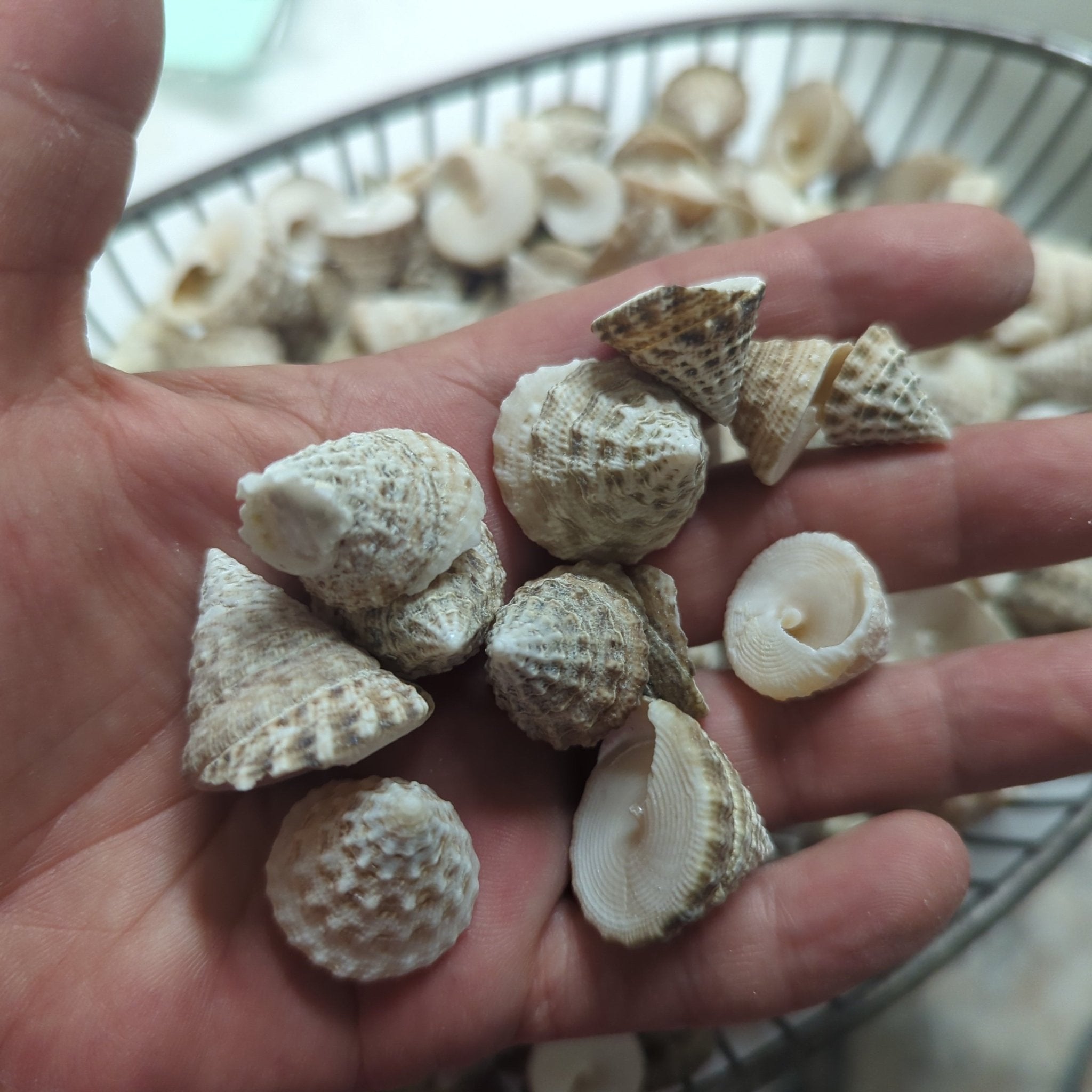 360 Shells Natural Trochus Maculatus Seashells | Loving Coastal Living