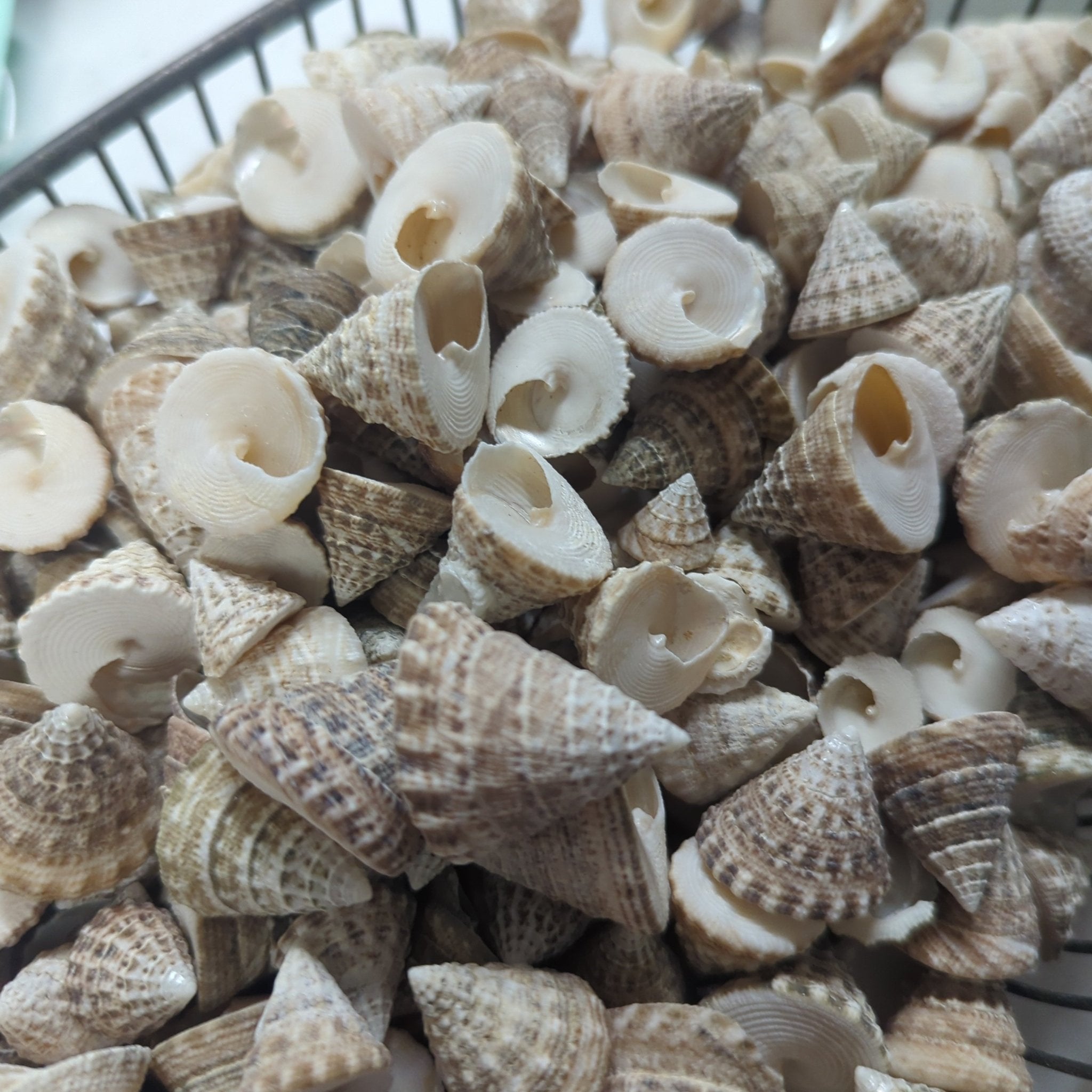 360 Shells Natural Trochus Maculatus Seashells | Loving Coastal Living