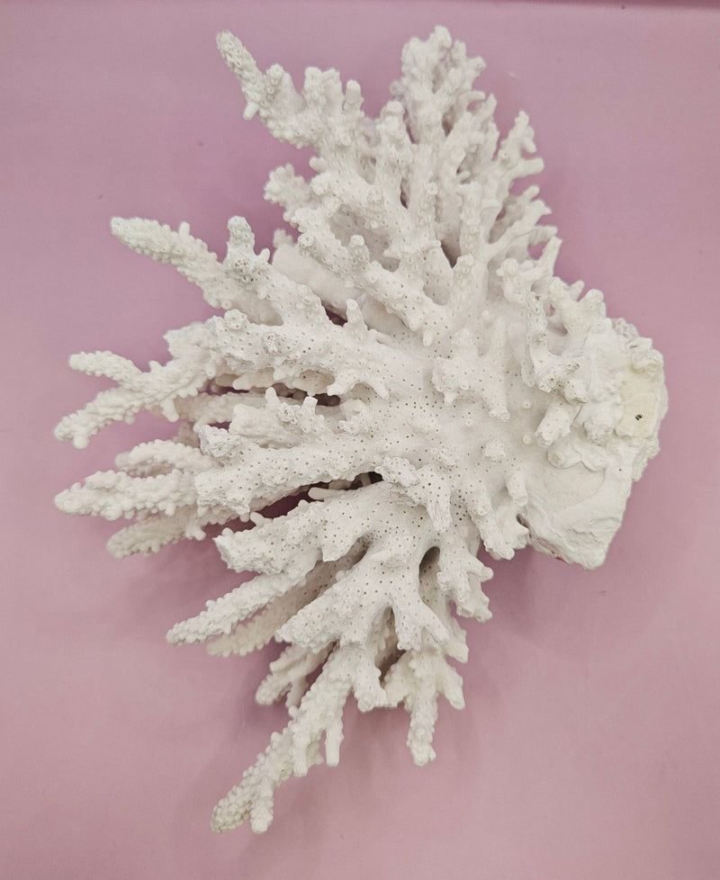 Natural White Coral - 10"x6.75" Coastal Home Décor Accent - CoralLoving Coastal Living