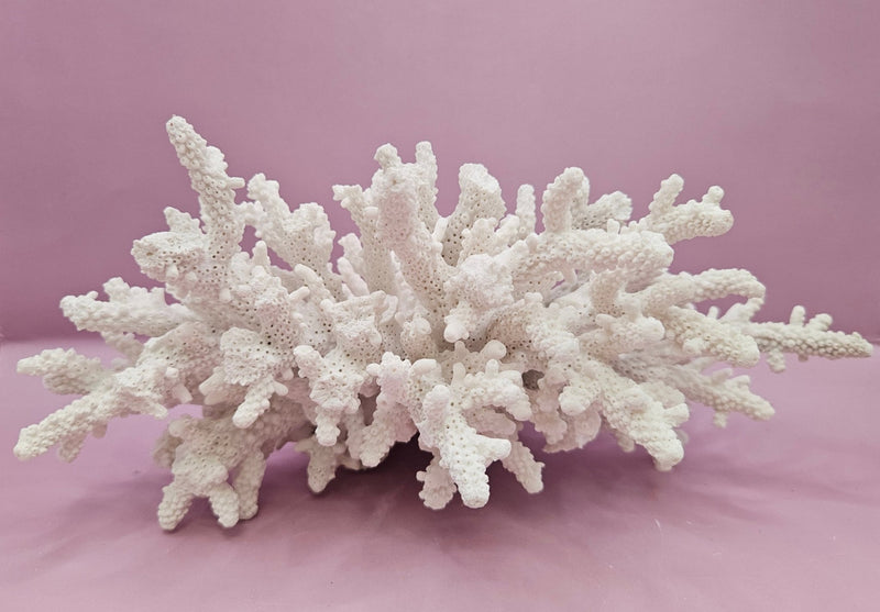 Natural White Coral - 10"x6.75" Coastal Home Décor Accent - CoralLoving Coastal Living