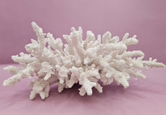 Natural White Coral - 10