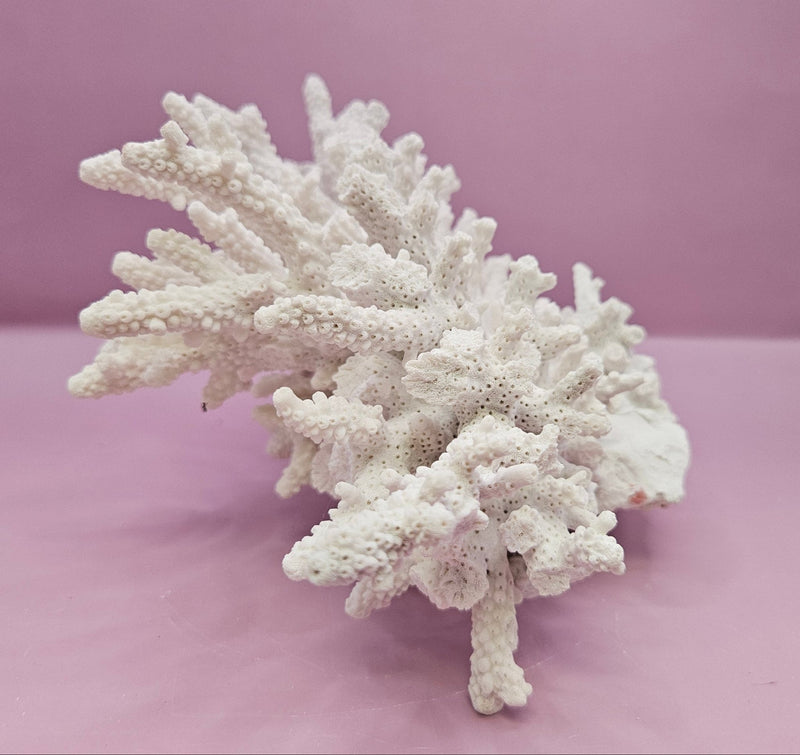 Natural White Coral - 10"x6.75" Coastal Home Décor Accent - CoralLoving Coastal Living