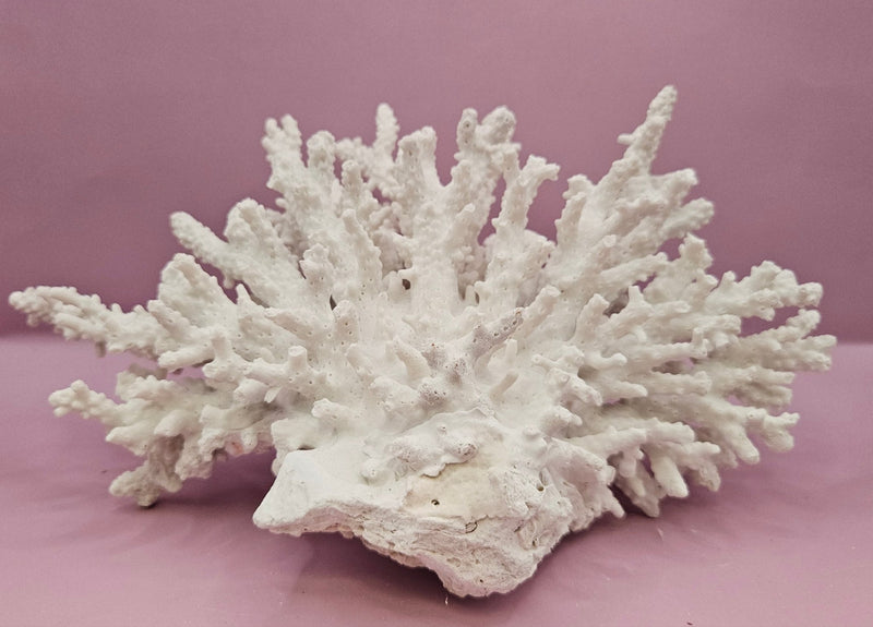 Natural White Coral - 10"x6.75" Coastal Home Décor Accent - CoralLoving Coastal Living