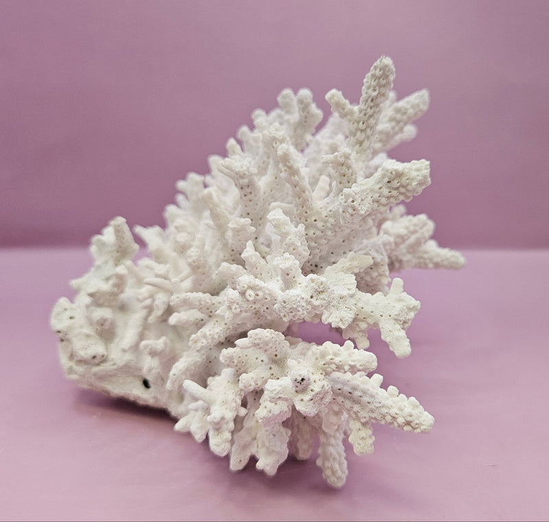 Natural White Coral - 10"x6.75" Coastal Home Décor Accent - CoralLoving Coastal Living