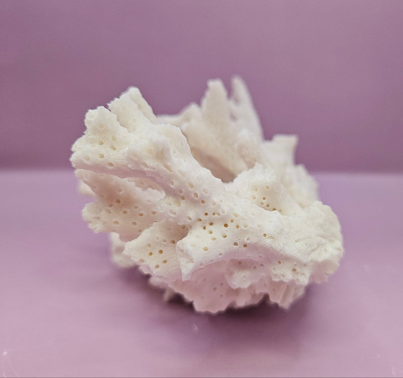 Natural White Coral - 6.5"x4" Coastal Home Décor Accent - CoralLoving Coastal Living