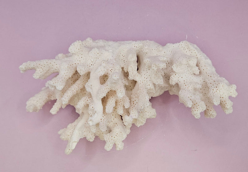 Natural White Coral - 6.5"x4" Coastal Home Décor Accent - CoralLoving Coastal Living