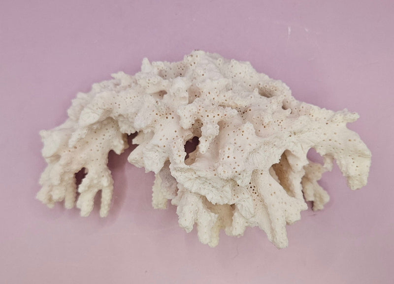 Natural White Coral - 6.5"x4" Coastal Home Décor Accent - CoralLoving Coastal Living