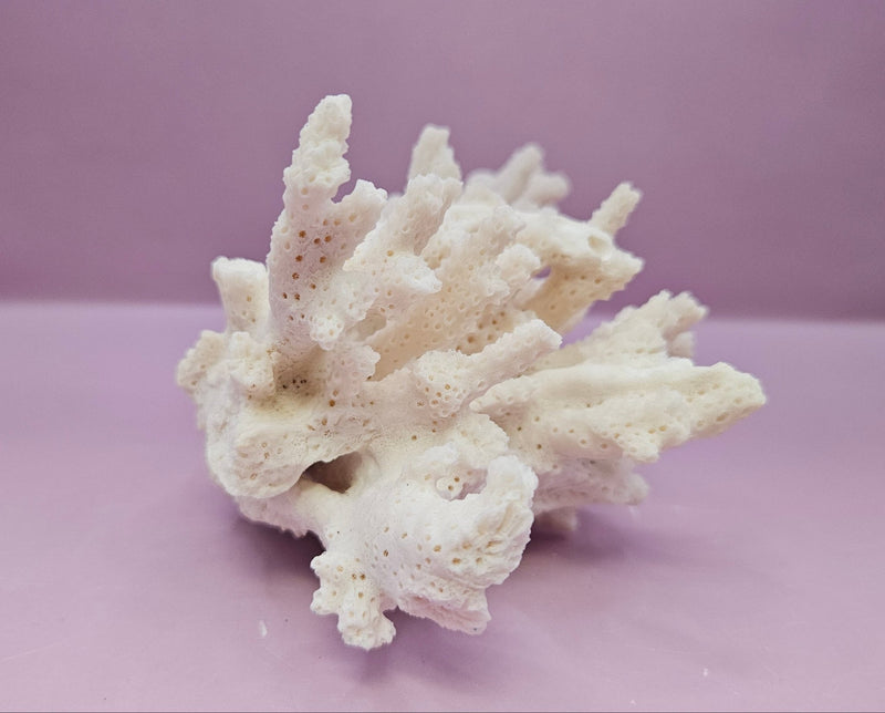 Natural White Coral - 6.5"x4" Coastal Home Décor Accent - CoralLoving Coastal Living