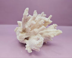 Natural White Coral - 6.5