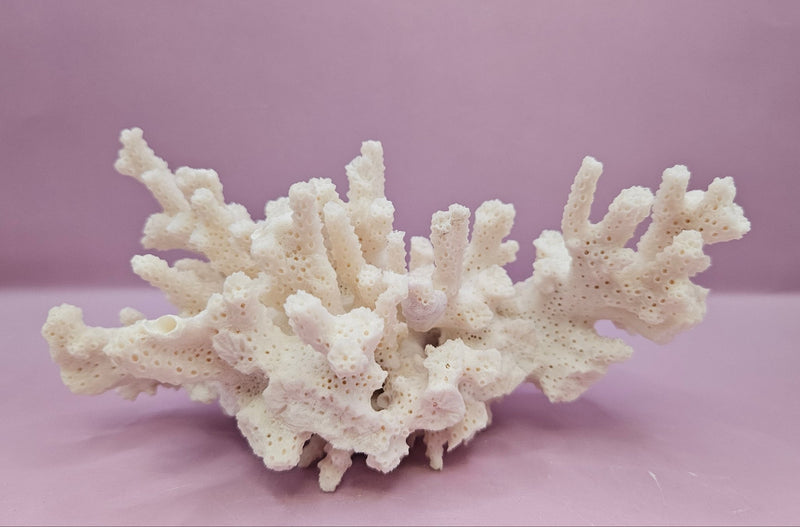 Natural White Coral - 6.5"x4" Coastal Home Décor Accent - CoralLoving Coastal Living