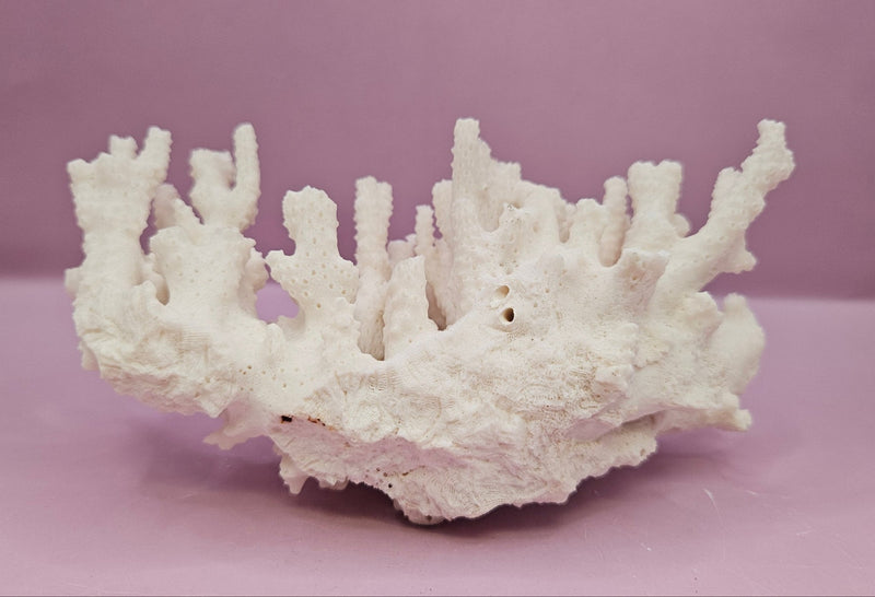 Natural White Coral - 6.5"x4" Coastal Home Décor Accent - CoralLoving Coastal Living