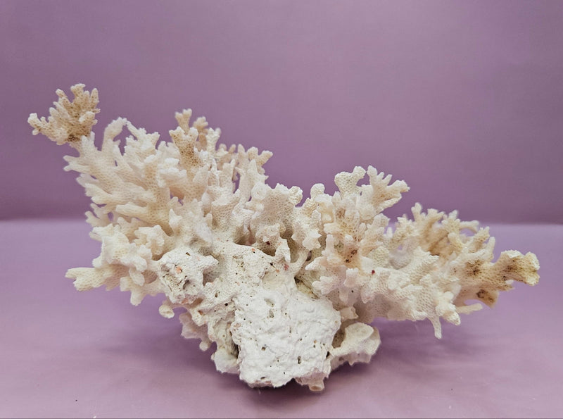 Natural White Coral - 7.25"x5.5" Coastal Home Décor Accent - CoralLoving Coastal Living