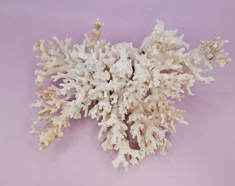 Natural White Coral - 7.25"x5.5" Coastal Home Décor Accent - CoralLoving Coastal Living