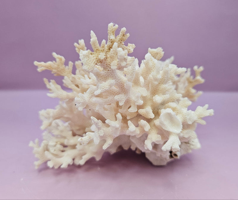 Natural White Coral - 7.25"x5.5" Coastal Home Décor Accent - CoralLoving Coastal Living