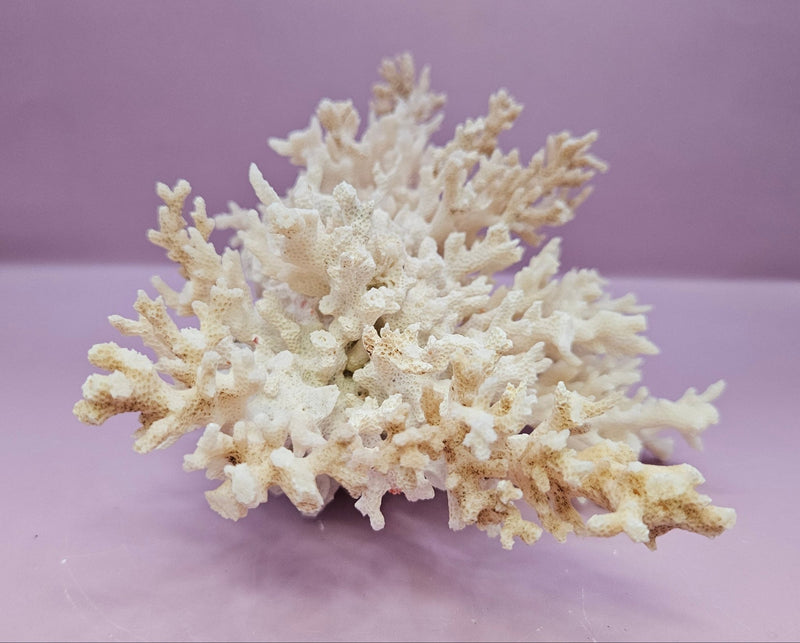 Natural White Coral - 7.25"x5.5" Coastal Home Décor Accent - CoralLoving Coastal Living