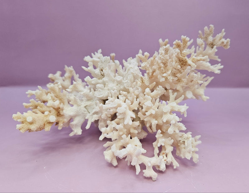 Natural White Coral - 7.25"x5.5" Coastal Home Décor Accent - CoralLoving Coastal Living