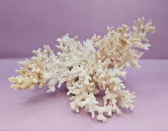 Natural White Coral - 7.25