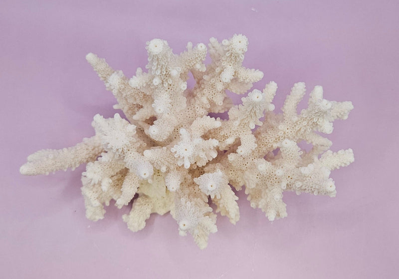 Natural White Coral - 7.5"x4" Coastal Home Décor Accent - CoralLoving Coastal Living