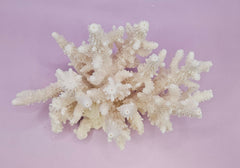 Natural White Coral - 7.5