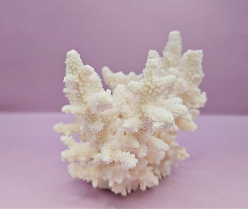 Natural White Coral - 7.5"x4" Coastal Home Décor Accent - CoralLoving Coastal Living