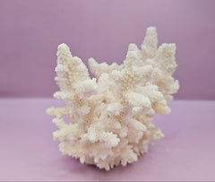 Natural White Coral - 7.5