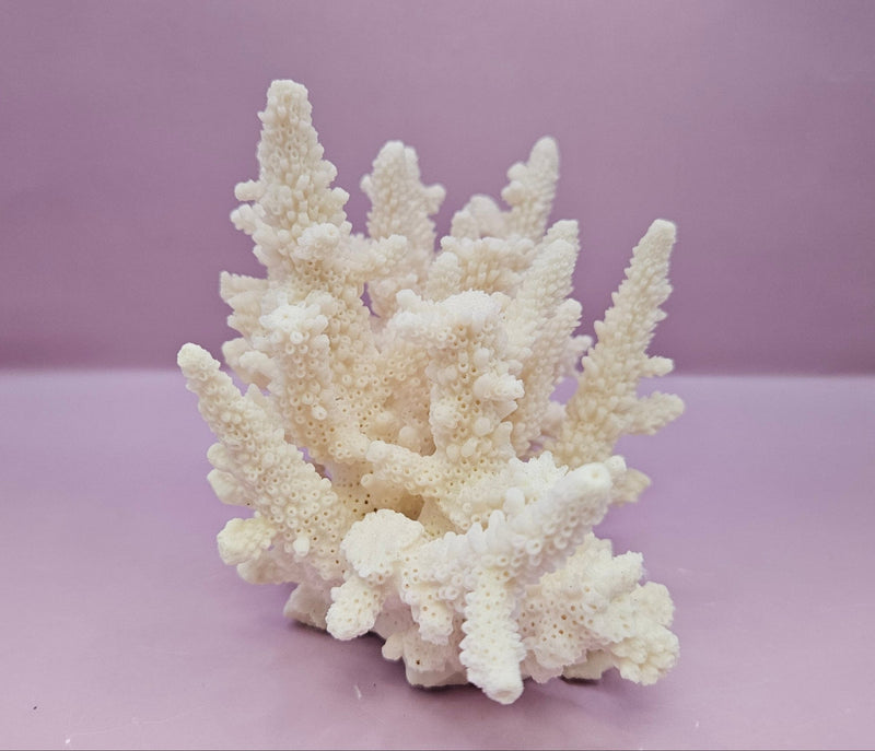 Natural White Coral - 7.5"x4" Coastal Home Décor Accent - CoralLoving Coastal Living