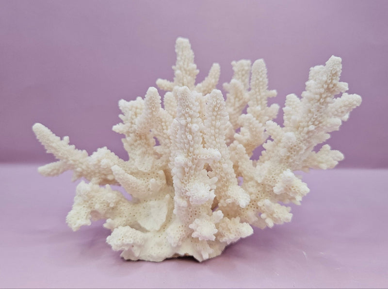 Natural White Coral - 7.5"x4" Coastal Home Décor Accent - CoralLoving Coastal Living