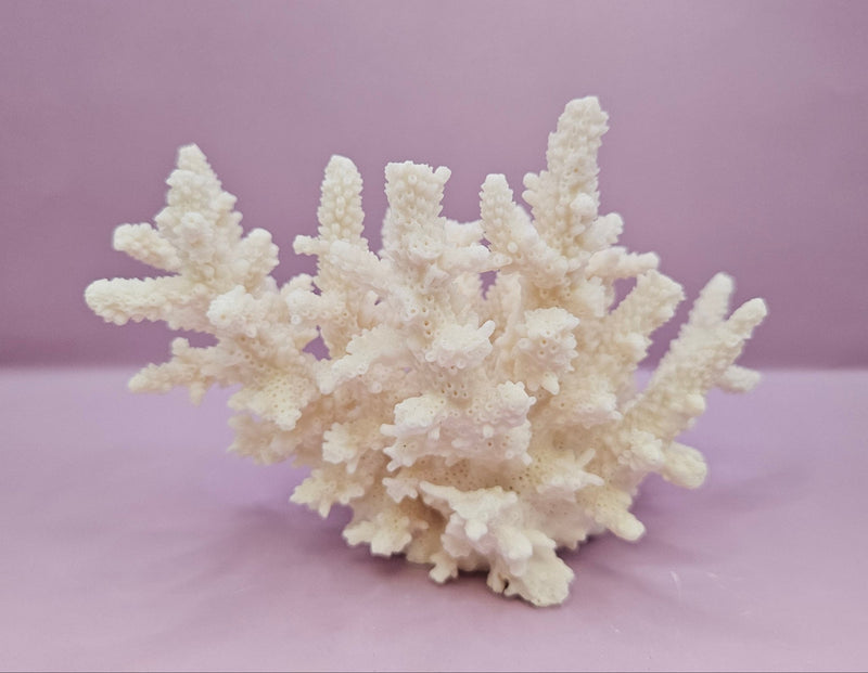 Natural White Coral - 7.5"x4" Coastal Home Décor Accent - CoralLoving Coastal Living