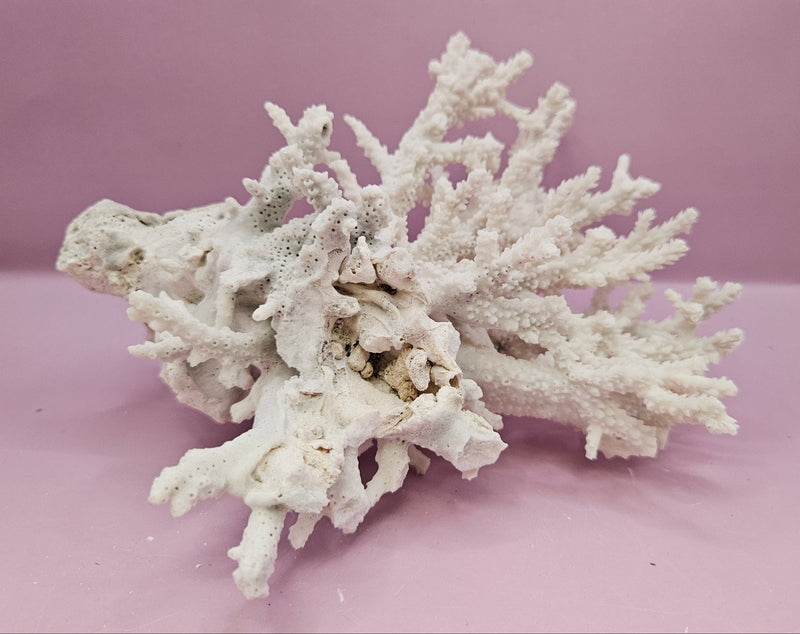 Natural White Coral - 7"x7.25" Coastal Home Décor Accent - CoralLoving Coastal Living