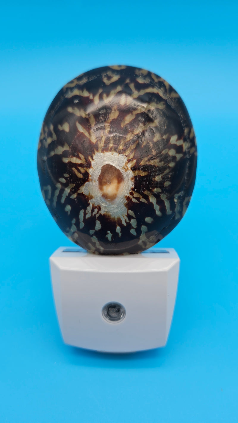 Limpet shell home accent light