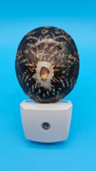 Limpet shell home accent light