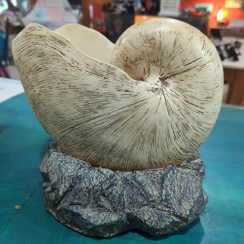 Nautilus Shell on rock base - Loving Coastal Living