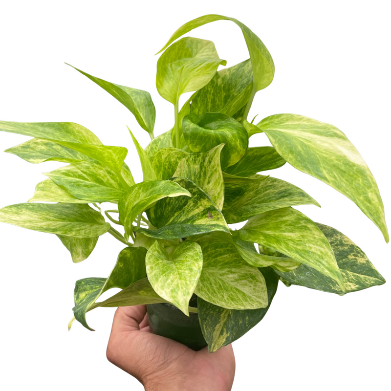 chartreuse pothos Neon Queen Pothos - Variegated Chartreuse Live Epipremnum Houseplant