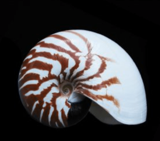 New Caledonia Nautilus - Nautilus macromphalus - Tideline