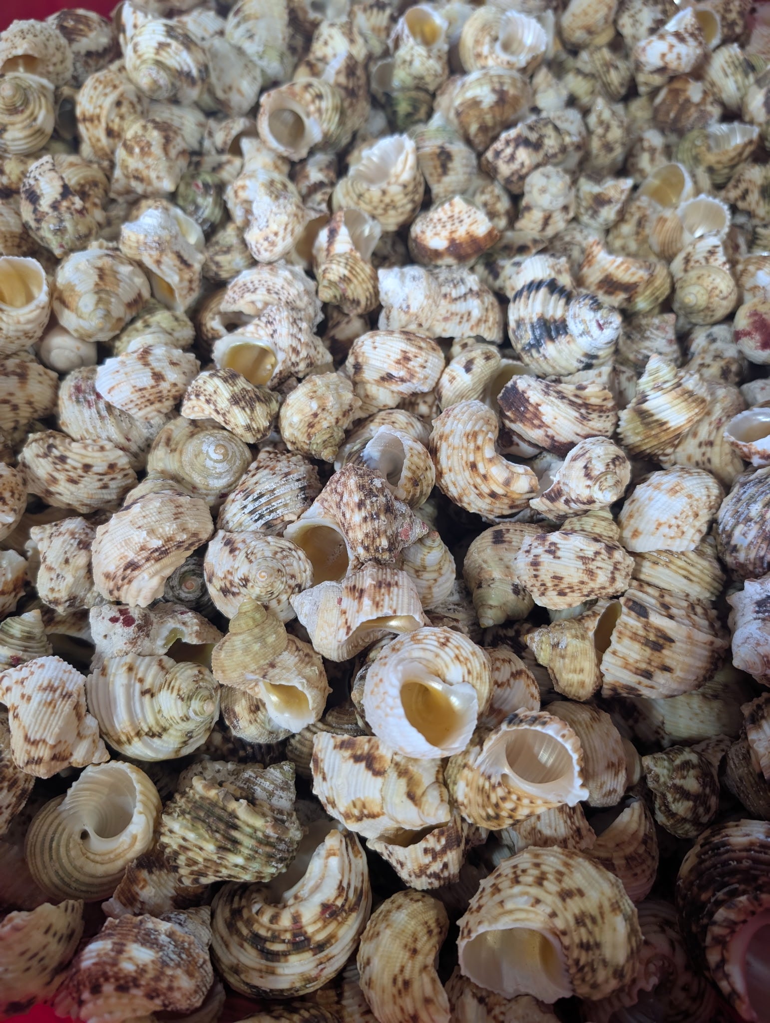 Rubam Shell Gold & Silver Mouth Turban Shells for Crafts & Hermit Crabs | Loving ...