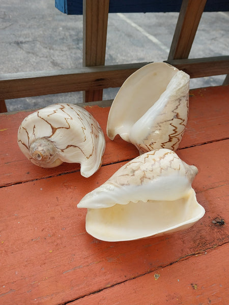 Volute Shell Collection – Rare Collector Shells & Coastal Décor