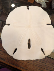 Notched Sand Dollar (Encope emarginata) - Loving Coastal Living