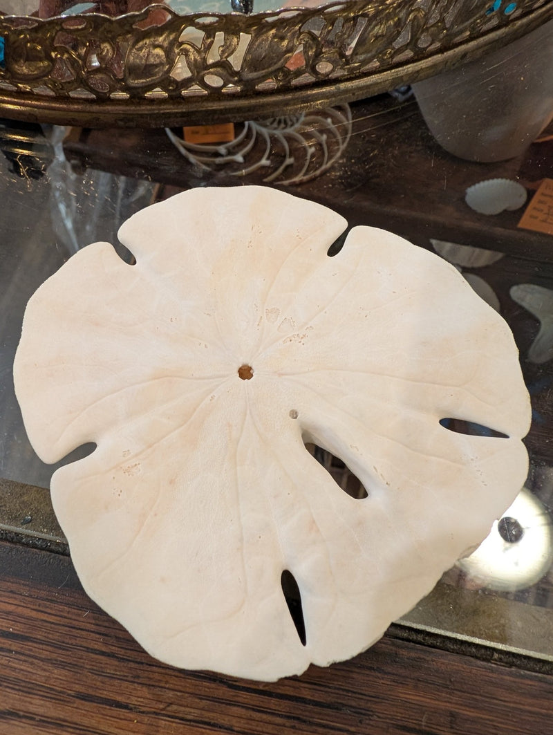 Notched Sand Dollar (Encope emarginata) - Loving Coastal Living